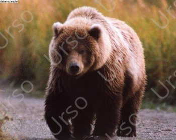 Urso